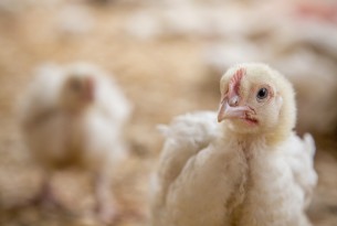 Chicken in a high welfare farm