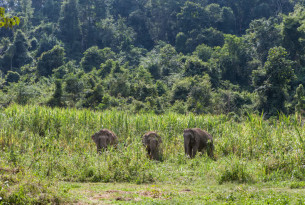  Three female elephants at BLES sanctuary in Thailand - World Animal Protection
