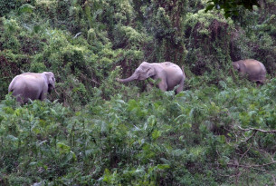 Elephants in Kaziranga National Park in the state of Assam, India.