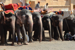 Elephants lined up for tourist rides