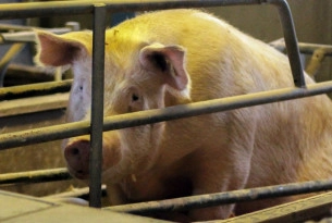 Pictured: A mother pig kept in a sow stall.