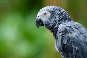 An African Grey Parrot in the wild. Credit: Robert Hainer / Adobe Stock