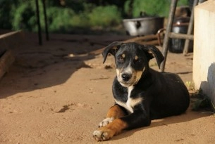 A dog we met during our disaster work after Cyclone Idai