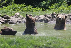 bears playing in water at the Libearty Sanctuary