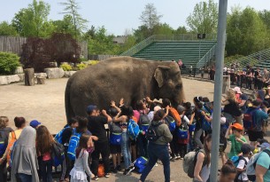 Pictured: An elephant at African Lion Safari used for tourist entertainment.