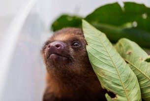 A baby two-toed sloth brought to CETAS is doing well and adjusting to new surroundings.