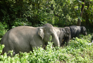 Elephants Tanwa, Sow, and Jahn at the Following Giants venue