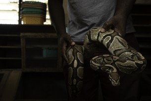A ball python at a breeder's in Ghana