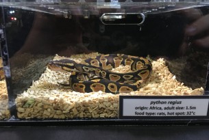 Pictured: A python at a reptile expo.