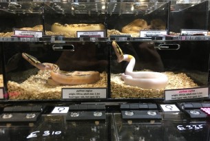 Pictured: Snakes kept in small enclosures at a reptile expo.
