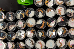 Lizards confined in tupperware at an exotic pet exposition.