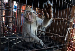 A macaque at a market in Jakarta, Indonesia. Photographer Reference: Aaron Gekoski