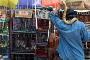 A snake on a vendors shoulder, and cages of animals at a market in Jakarta, Indonesia. Credit Line: World Animal Protection / Aaron Gekoski