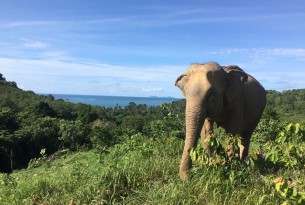An elephant at Following Giants in Thailand