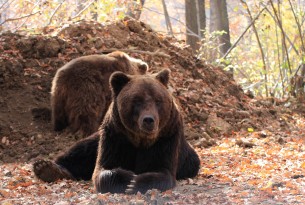 Pictured; Timka is a huge bear, weighing around 400lbs.
