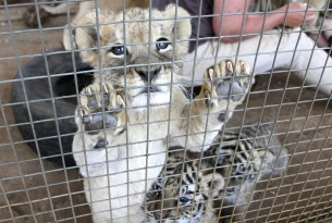 A captive lion cub and tiger cubs