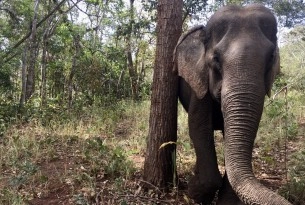 Elephant by a tree