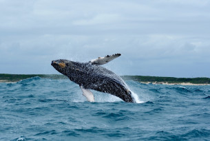 Algoa Bay i Sydafrika er udnævnt til Whale Heritage Site