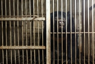 A bear in Vietnam behind cage bars. This bear was rescued by World Animal Protection and Animals Asia.