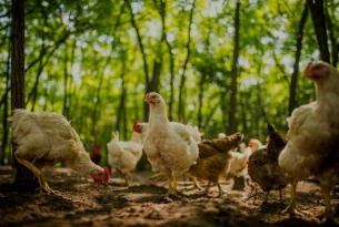 Chickens at a high welfare farm