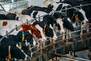 Dairy cows in an industrial farming system