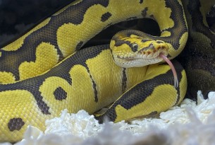 A snake with their tongue sticking out
