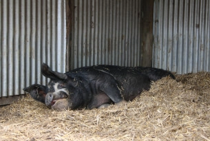 A pig relaxing in a high animal welfare farm sanctuary