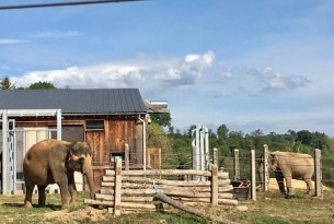 Two elephants at Europe's first elephant sanctuary