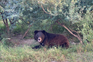 A black bear sitting in the grass in a sanctuary