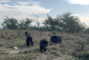 Bears at Balkasar Bear Sanctuary