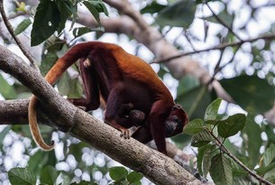 Primates in the trees in the Amazon Uakari Heritage Area in Brazil