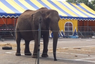 Enfin en sécurité : nouvelle demeure pour d’anciens éléphants de cirque