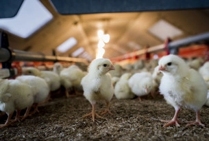 Chickens on a farm - World Animal Protection