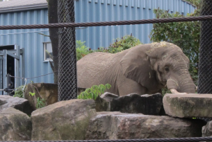 An elephant in captivity at a zoo.