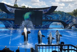 Four orcas jumping out of the water during SeaWorld's orca show.