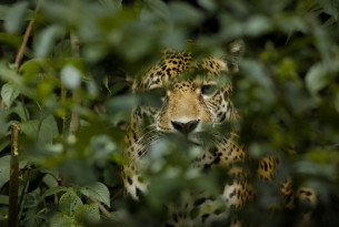 Jaguar Spirit is a World Animal Protection/National Geographic-funded film