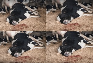 Cow suffering on a farm