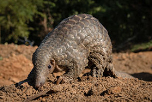 Life without cruelty pangolin