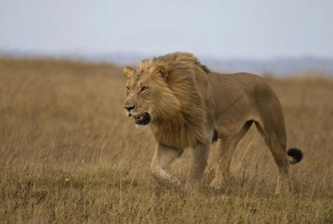 Lion in the African savannah