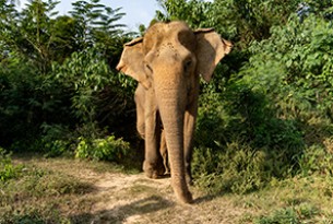 Malee, the elephant