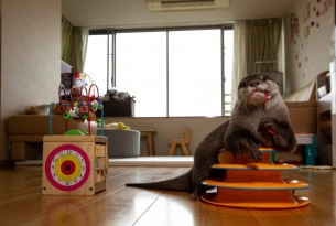 Pet otter chewing a toy in Japan - Wildlife. Not pets - World Animal Protection