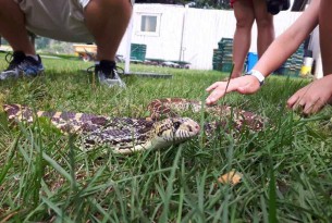 A snake in the grass at a Mobile Live Animal Program.