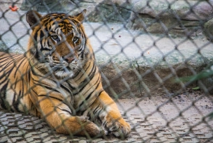 A captive tiger looks outside of its cage