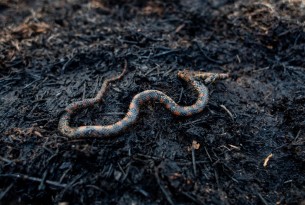 Cobra queimada em uma área que pegou fogo na Amazônia
