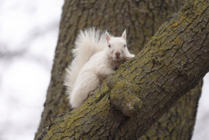Pictured: A white squirrel. © Julian Victor