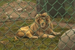 Lion in small, barren enclosure 