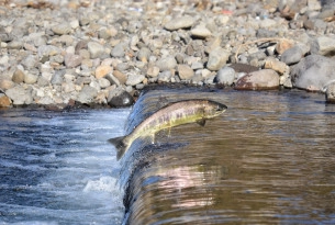 Pictured: A wild salmon swimming upstream. Salmon are migratory and would naturally swim great distances at sea.