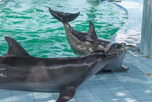 Unnatural behaviours captive dolphins exhibit