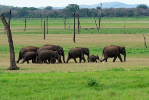 Comment repérer un site touristique respectueux des éléphants.