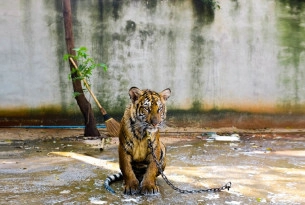 A chained tiger